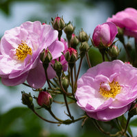 Bulgarian Rose