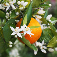 Tunisian Neroli