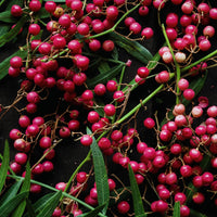 Pink Pepper