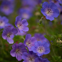 Geranium