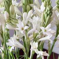 Tuberose