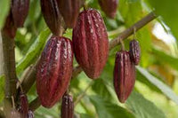 Cocoa 