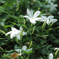 Jasmine Sambac