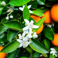 Orange Blossom 