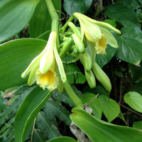 Vanilla 